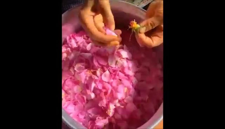 به وقت گلابگیری