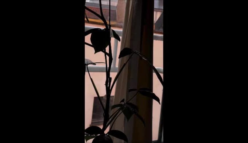 سبک خاص میز ناهار خوری خانه پدر بزرگ پناه و نبات استخری / رونمایی امیر بزمی پور از دکوراسیون جدید منزلش