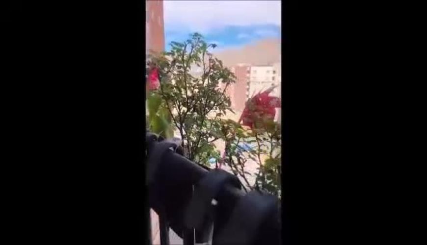 ترفند خاص و بامزه صبا راد برای گلدان‌هایش که فضای تراس را کاملاً متحول کرده است!