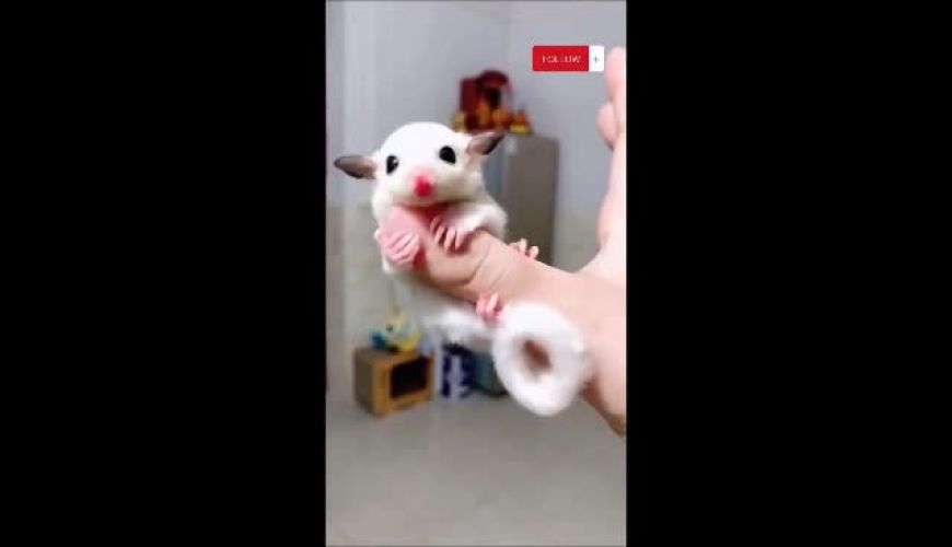 این طفلک چرا مامان نداره؟ اسباب‌بازیه مگه که میارید تو خونه‌؟