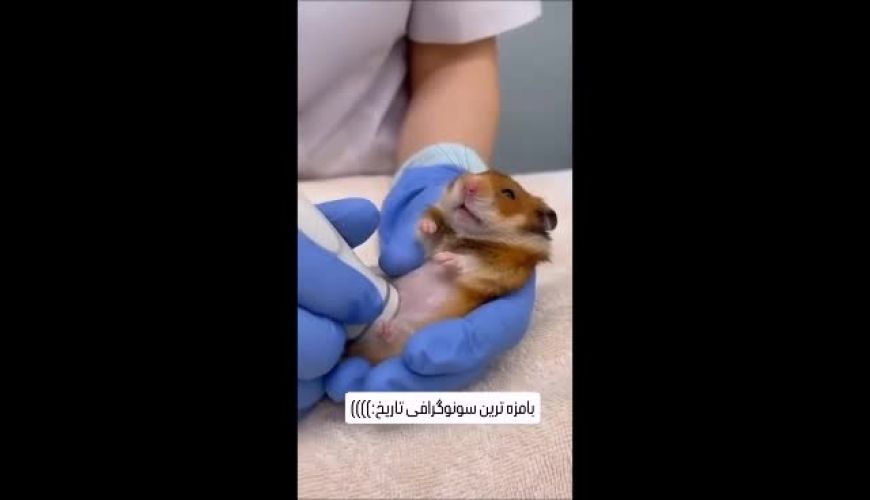 خلاقیت عجیب دکتر دامپزشک در سونوگرافی از موش باردار رکورد بازدیدها را شکست