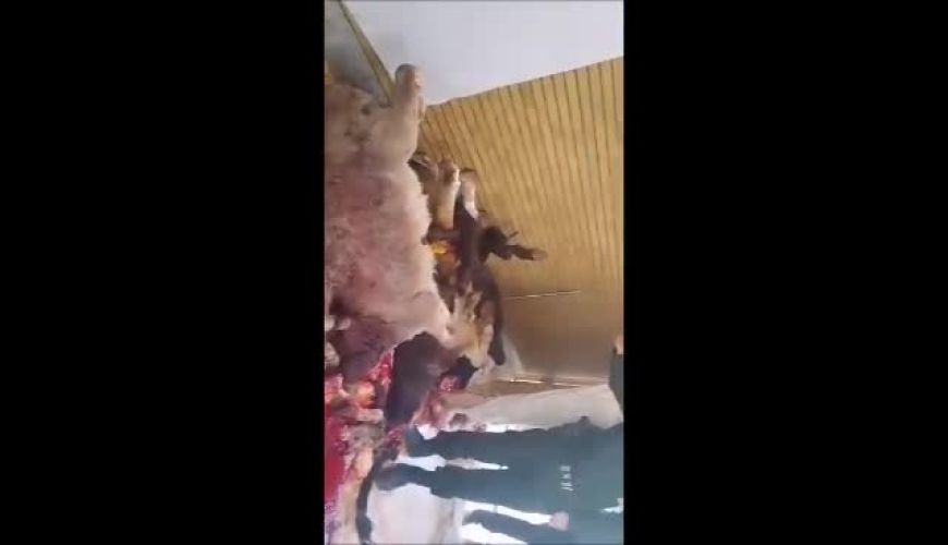 کشتار الاغ در منزلی مسکونی در اصفهان و توزیع در غذاخوری های بین راه و سطح شهر !!!