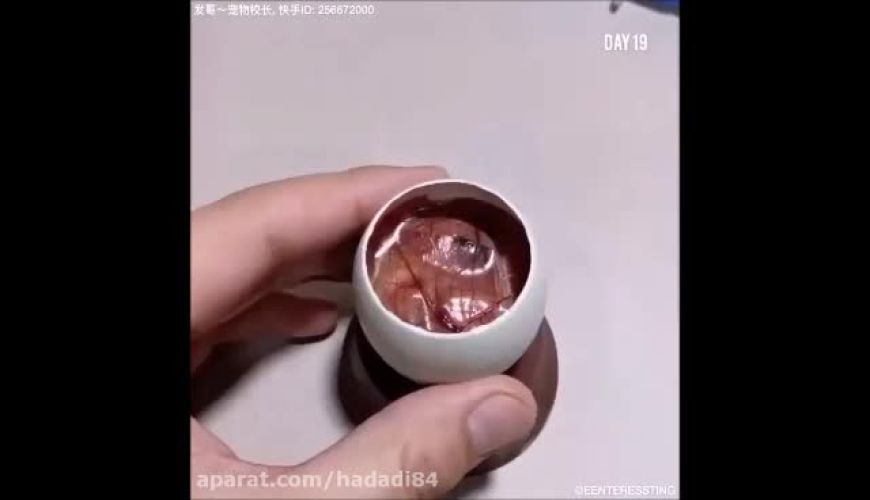 نحوه تشکیل و به وجود آمدن جوجه در تخم