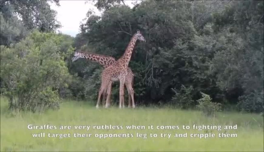 ویدئویی دلخراش از یک زرافه با پای شکسته