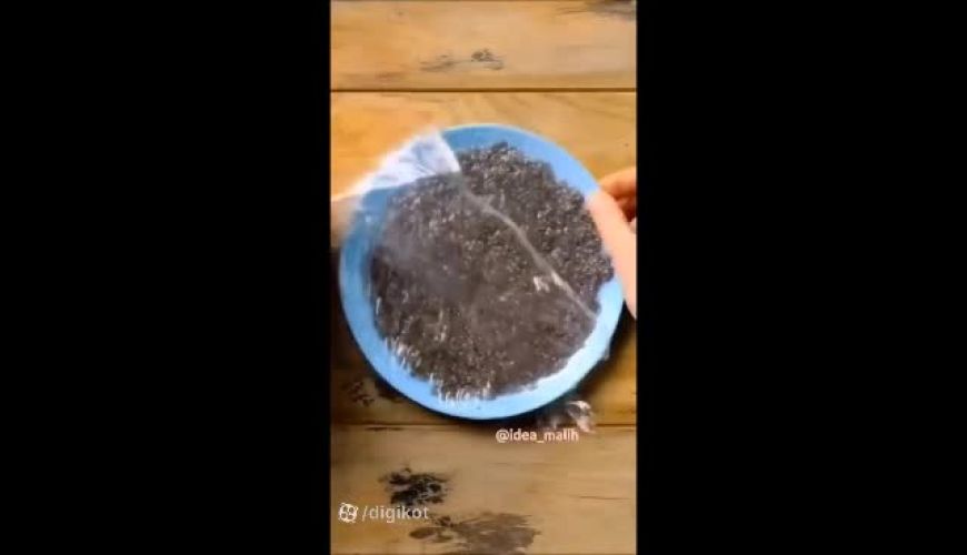 آموزش سبزه عید با دانه چیا - سبزه سفره هفت سین - سبزه عید نوروز